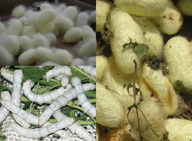 Cocoons cleaned ready for Sale/ Worms spinning Cocoons/ Silk Worms feeding on chopped mulberry leaves 